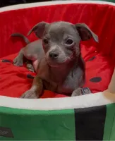 Steele, a male Chihuahua for sale in Adamsville, TN – 4 of 8