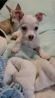 Marshall, a male Chihuahua for sale in Adamsville, TN – 2 of 4