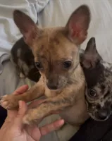 Tiny Tiger, a male Chihuahua for sale in Adamsville, TN – Photo 6 of 7