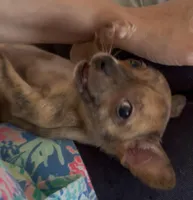 Tiny Tiger, a male Chihuahua for sale in Adamsville, TN – Photo 4 of 7