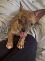 Tiny Tiger, a male Chihuahua for sale in Adamsville, TN – Photo 2 of 7