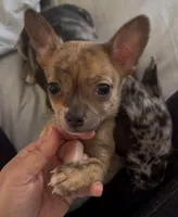 Tiny Tiger, a male Chihuahua for sale in Adamsville, TN – Photo 5 of 7