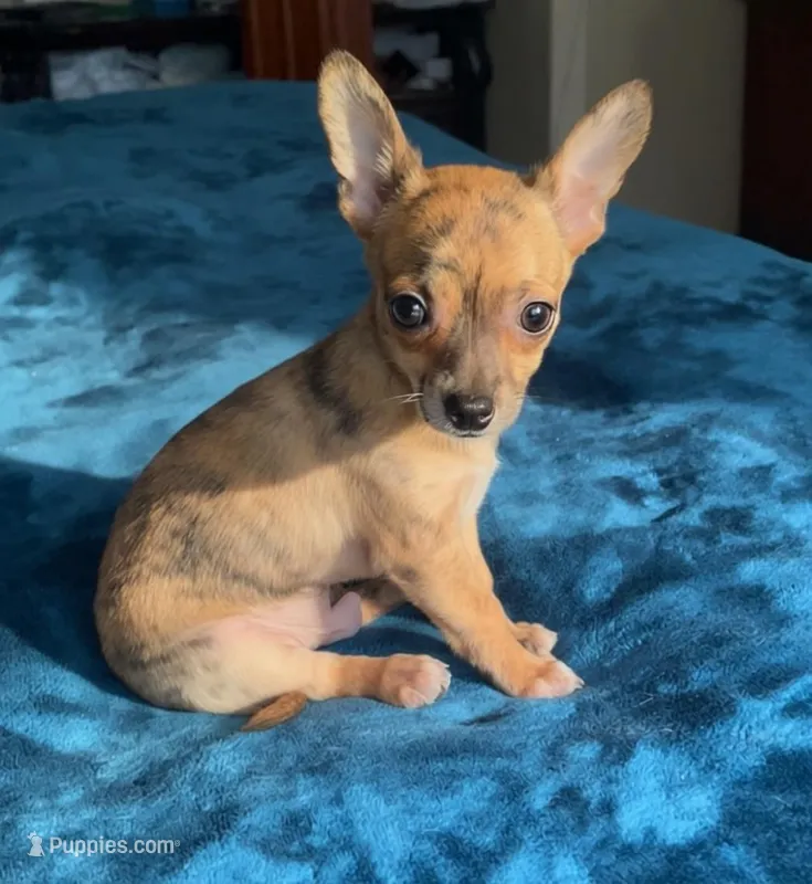 Tiny Tiger – Chihuahua puppy for sale in Adamsville, TN