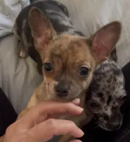 Tiny Tiger, a male Chihuahua for sale in Adamsville, TN – Photo 7 of 7