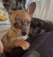 Tiny Tiger, a male Chihuahua for sale in Adamsville, TN – Photo 3 of 7