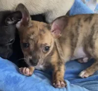 Tiny Tiger, a male Chihuahua for sale in Adamsville, TN – Photo 1 of 7