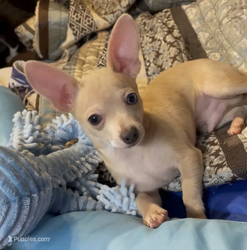 Tiny Munchkin  – Chihuahua puppy for sale in Adamsville, TN