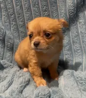 Fluffy Fiona, a female Chihuahua for sale in Adamsville, TN – 4 of 6