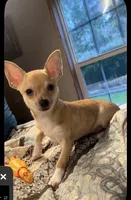 Tiger Lily , a female Chihuahua for sale in Adamsville, TN – 1 of 9