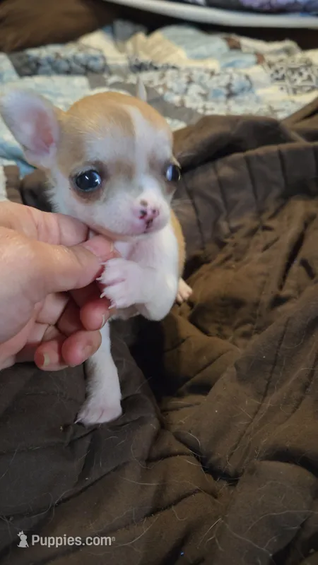 Princess Peach – Chihuahua puppy for sale in Adamsville, TN