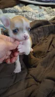Princess Peach, a female Chihuahua for sale in Adamsville, TN – 1 of 8