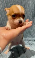 Tiny Tucker, a male Chihuahua for sale in Adamsville, TN – 4 of 8