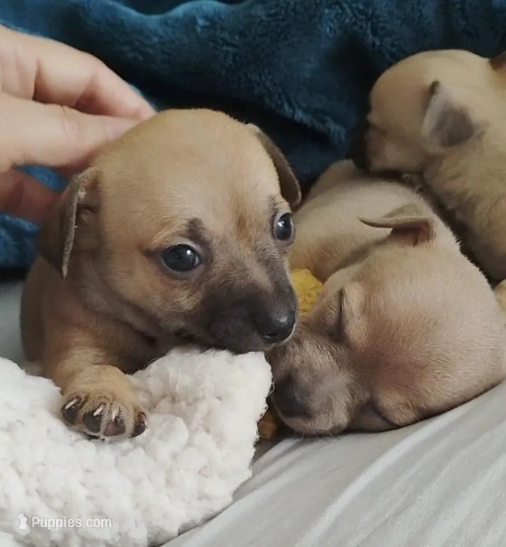 Shady – Chihuahua puppy for sale in Adamsville, TN