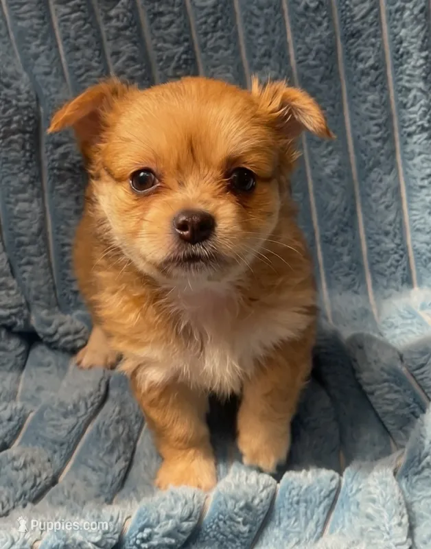 Chester – Chihuahua puppy for sale in Adamsville, TN