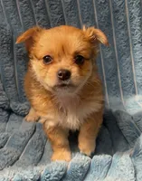 Chester, a male Chihuahua for sale in Adamsville, TN – 1 of 6