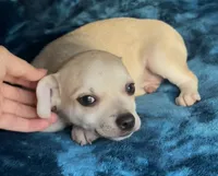 Baby Bear, a male Chihuahua for sale in Adamsville, TN – 3 of 10