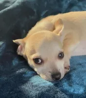 Baby Bear, a male Chihuahua for sale in Adamsville, TN – 2 of 10