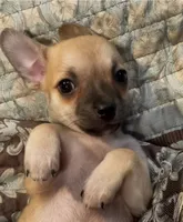 Bruiser, a male Chihuahua for sale in Adamsville, TN – 2 of 3
