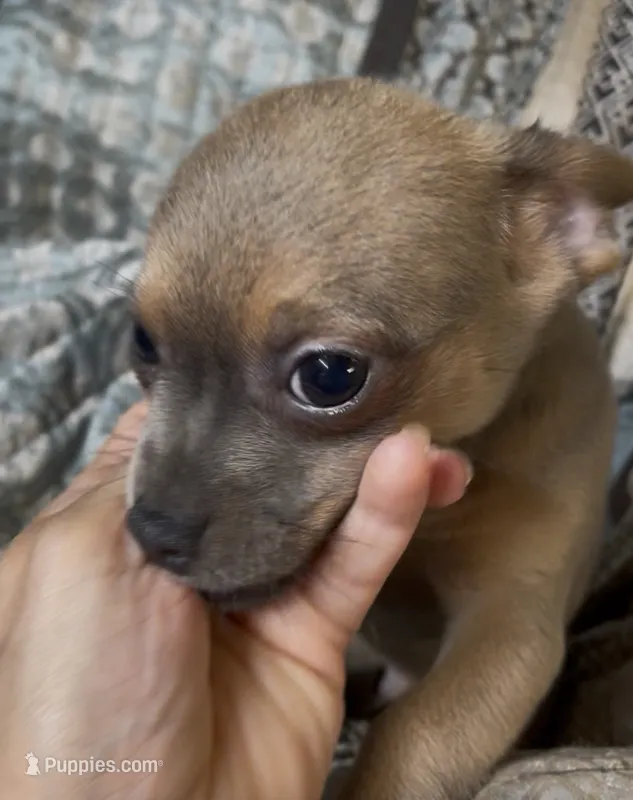 Cute lil Copper – Chihuahua puppy for sale in Adamsville, TN