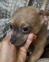 Cute lil Copper, a male Chihuahua for sale in Adamsville, TN – 1 of 10