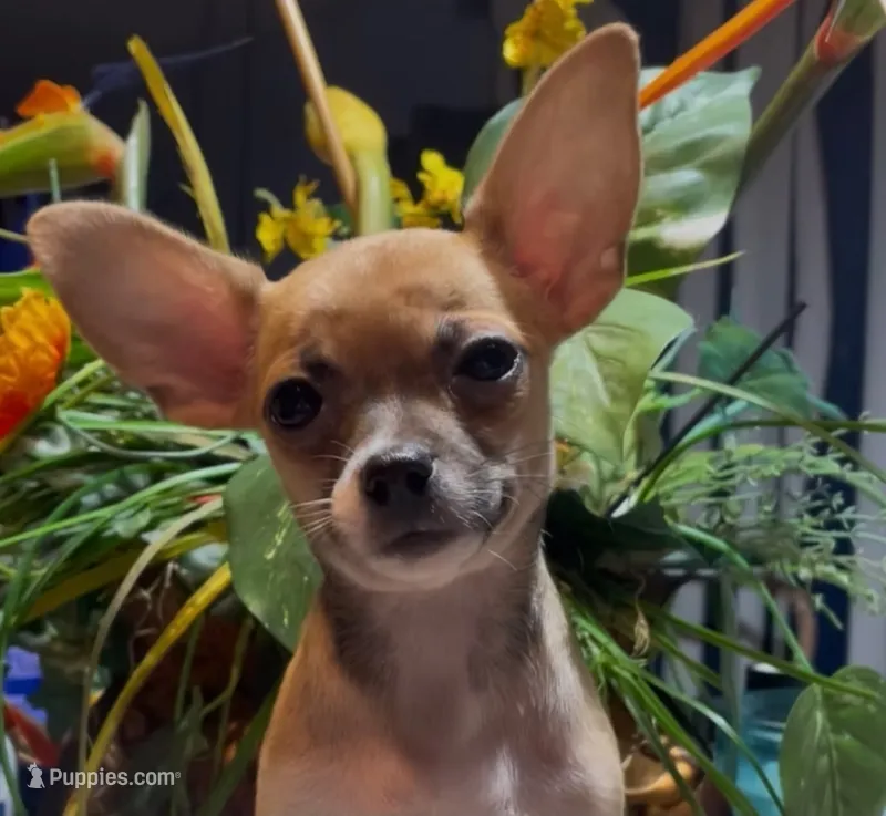 Hazel – Chihuahua puppy for sale in Adamsville, TN