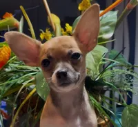 Hazel, a female Chihuahua for sale in Adamsville, TN – 1 of 8