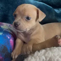 Lavender Cisco, a male Chihuahua for sale in Adamsville, TN – Photo 6 of 6