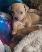 Lavender Cisco, a male Chihuahua for sale in Adamsville, TN – Photo 4 of 6