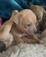 Lavender Cisco, a male Chihuahua for sale in Adamsville, TN – Photo 3 of 6