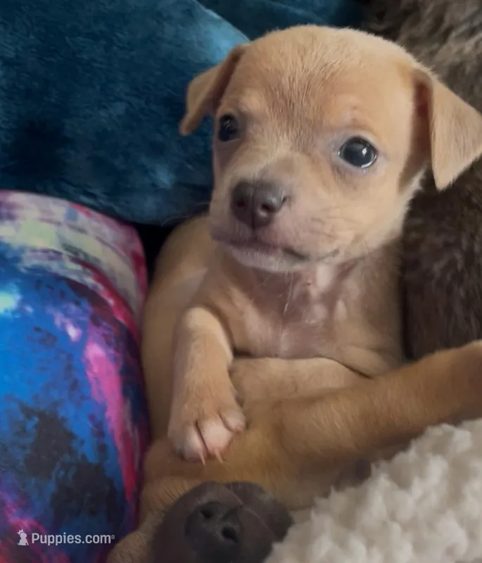 Lavender Cisco – Chihuahua puppy for sale in Adamsville, TN