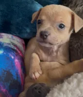 Lavender Cisco, a male Chihuahua for sale in Adamsville, TN – Photo 1 of 6