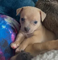 Lavender Cisco, a male Chihuahua for sale in Adamsville, TN – Photo 2 of 6