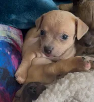 Lavender Cisco, a male Chihuahua for sale in Adamsville, TN – Photo 5 of 6