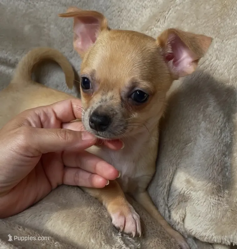 Sparkle – Chihuahua puppy for sale in Adamsville, TN