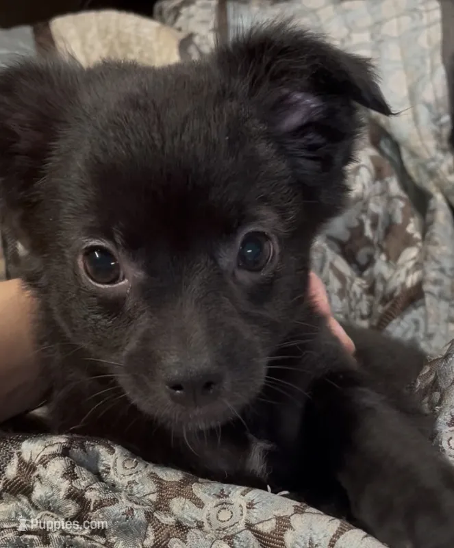 Lil Shadow – Chihuahua puppy for sale in Adamsville, TN