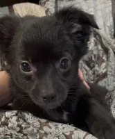 Lil Shadow, a male Chihuahua for sale in Adamsville, TN – 6 of 10