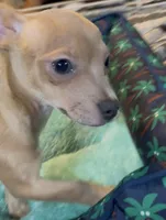 Lavender Cisco, a male Chihuahua for sale in Adamsville, TN – 9 of 10