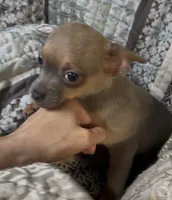 Cute lil Copper, a male Chihuahua for sale in Adamsville, TN – 3 of 10