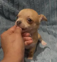 Tiny Tootie, a female Chihuahua for sale in Adamsville, TN – 7 of 8