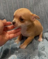 Tiny Tootie, a female Chihuahua for sale in Adamsville, TN – 6 of 8