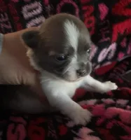 Plushie Poochie, a male Chihuahua for sale in Adamsville, TN – Photo 6 of 8