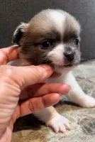 Plushie Poochie, a male Chihuahua for sale in Adamsville, TN – Photo 2 of 8