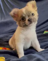 Plushie Poochie, a male Chihuahua for sale in Adamsville, TN – Photo 4 of 9