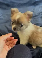 Plushie Poochie, a male Chihuahua for sale in Adamsville, TN – Photo 6 of 9