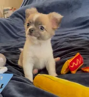 Plushie Poochie, a male Chihuahua for sale in Adamsville, TN – Photo 5 of 9