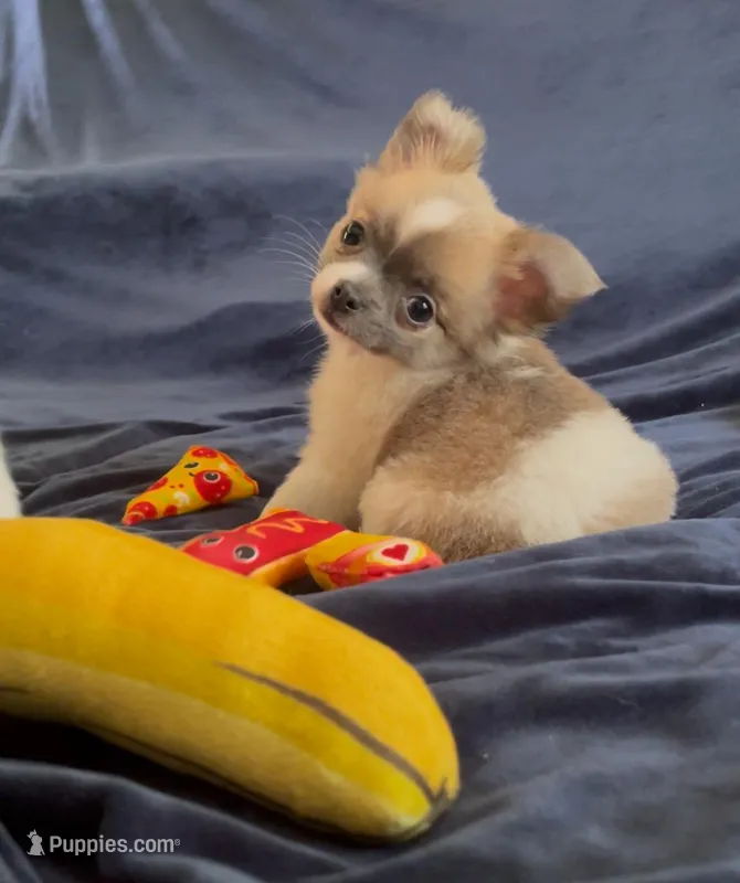 Plushie Poochie – Chihuahua puppy for sale in Adamsville, TN