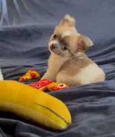 Plushie Poochie, a male Chihuahua for sale in Adamsville, TN – Photo 1 of 9