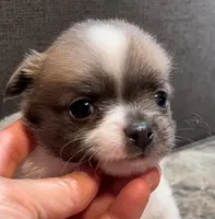 Plushie Poochie, a male Chihuahua for sale in Adamsville, TN – Photo 1 of 8