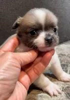 Plushie Poochie, a male Chihuahua for sale in Adamsville, TN – Photo 5 of 8