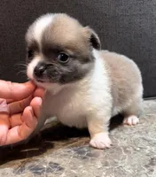 Plushie Poochie, a male Chihuahua for sale in Adamsville, TN – Photo 4 of 8